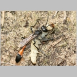 Ammophila sabulosa - Sandwespe 00-w05a 18mm mit Eulenspinner-Raupe - Drepanidae.jpg
